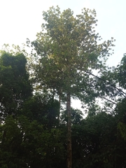Dipterocarpus