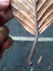 Dipterocarpus