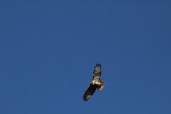 Buteo jamaicensis