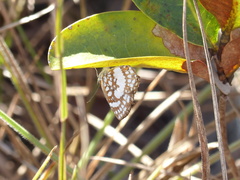 Ariconias glaphyra