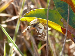 Ariconias glaphyra
