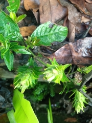 Strobilanthes crispus