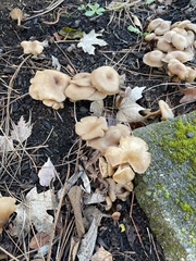 Clitocybe fragrans