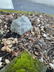 Clitocybe fragrans