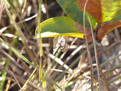 Ariconias glaphyra