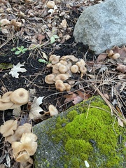 Clitocybe fragrans