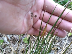 Juncus densiflorus