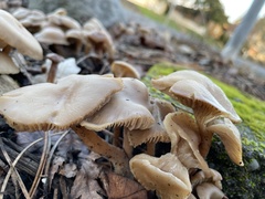 Clitocybe fragrans