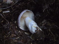 Lactarius argillaceifolius megacarpus
