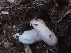 Lactarius argillaceifolius megacarpus