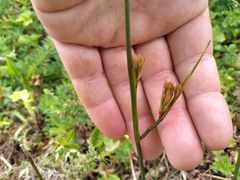 Juncus densiflorus