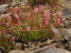 Epilobium crassum