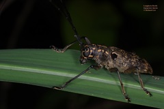 Epepeotes luscus