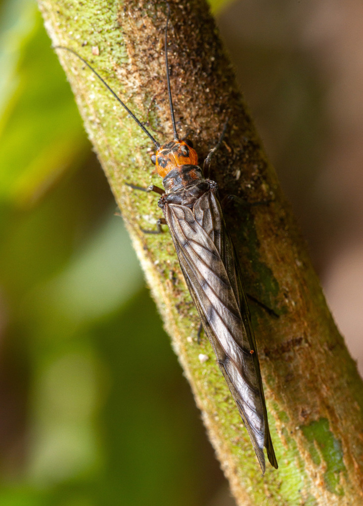 Neotropical Alderflies