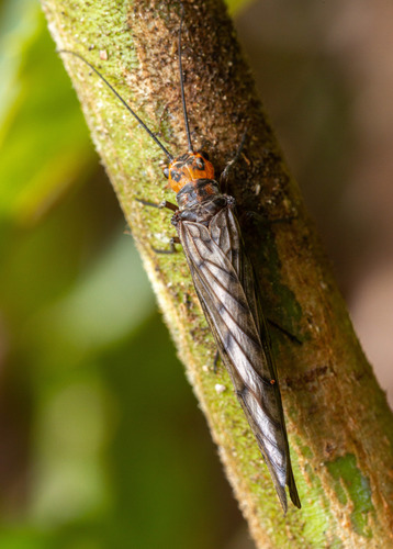 Genus Ilyobius · iNaturalist