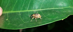 Curculionidae