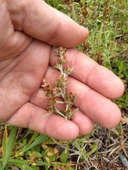 Gamochaeta calviceps