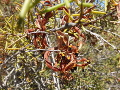 Acacia nyssophylla