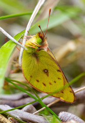 Colias vauthierii