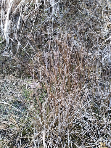 Juncus densiflorus (Juncus densiflorus)