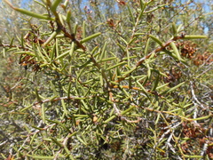 Acacia nyssophylla