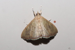 Hyalobathra crenulata