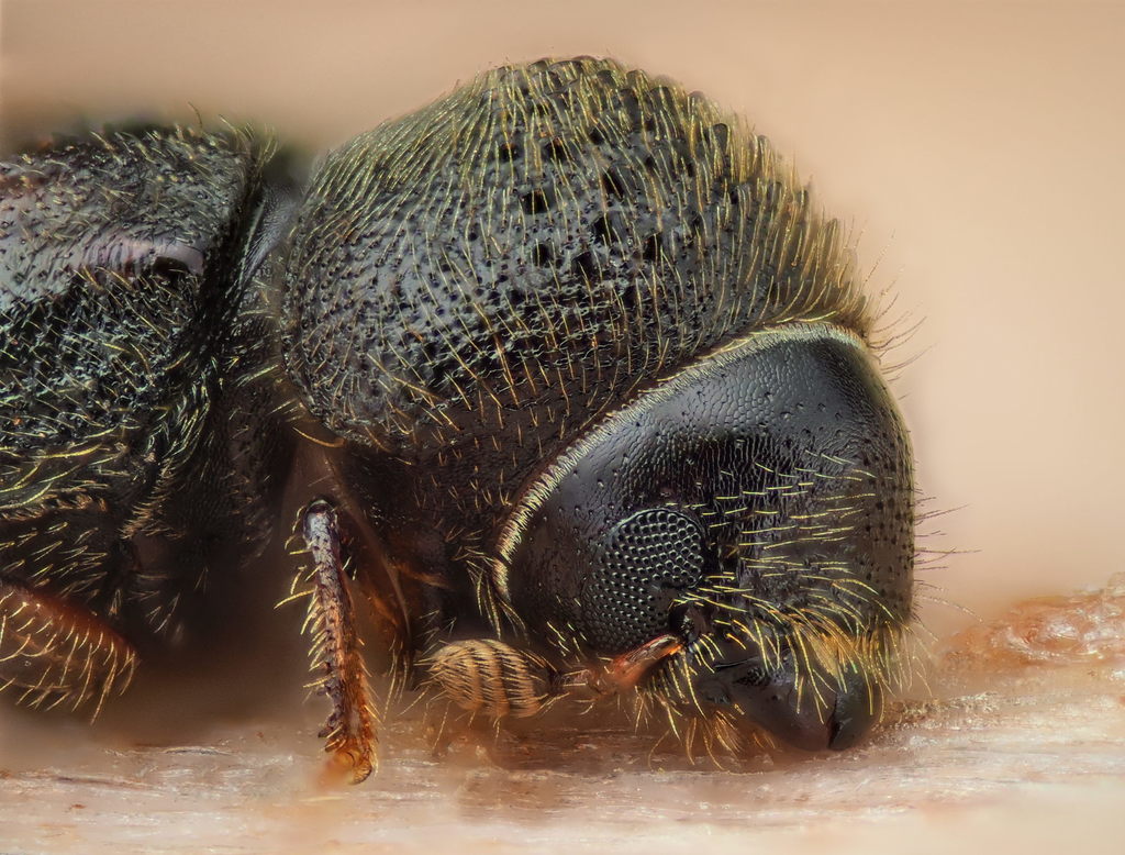 Cryphalus piceae