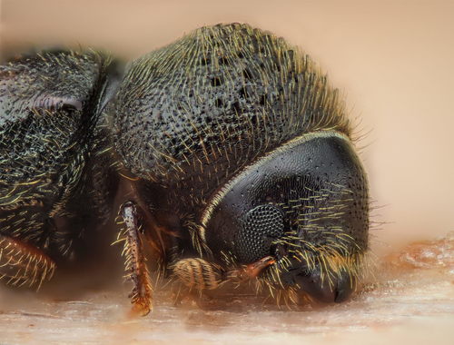 Cryphalus piceae