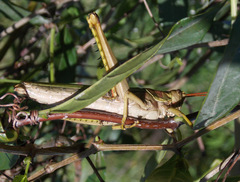 Coryacris angustipennis