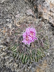 Echinofossulocactus dichroacanthus