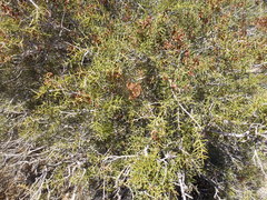 Acacia nyssophylla