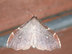 Heterorta plutonis