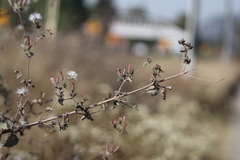 Brickellia paniculata