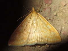 Sitochroa verticalis