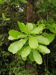 Anacardium