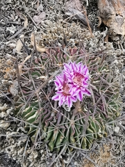 Echinofossulocactus dichroacanthus