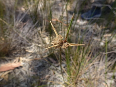 Cyperus gymnocaulos