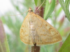 Sitochroa verticalis