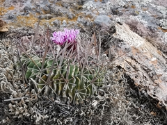 Echinofossulocactus dichroacanthus