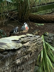 Gallicolumba luzonica