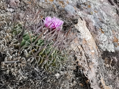 Echinofossulocactus dichroacanthus
