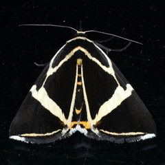 Fodina ostorius