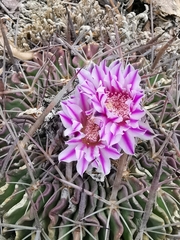 Echinofossulocactus dichroacanthus