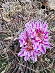 Echinofossulocactus dichroacanthus