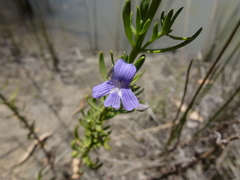 Stemodia florulenta