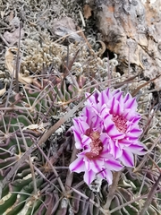 Echinofossulocactus dichroacanthus