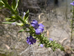 Stemodia florulenta