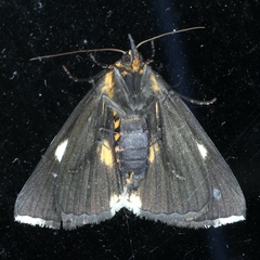 Fodina ostorius