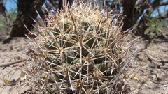 Coryphantha robustispina