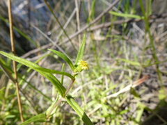 Eclipta platyglossa platyglossa